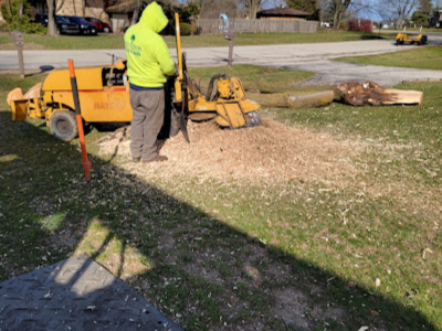 Tree & Snow Removal Services Encourage Preventive Checks Ahead of Winter